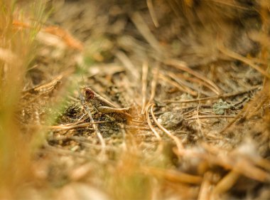 Dışarıda, doğada, açık hava, açık havada, ağaçlar, orman, kırsal, yaz, çekirge