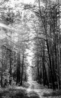 dış, Doğa, açık havada, açık havada, ağaçlar, orman, kırsal, yaz.