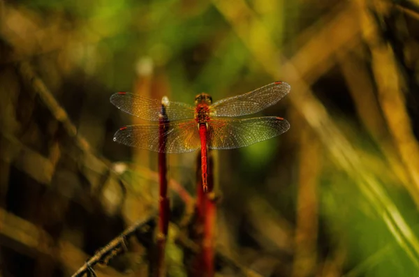dış, Doğa, açık havada, açık havada, ağaçlar, orman, kırsal, yaz., 