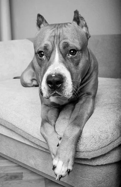 Hund Vän Till Mänsklig Sällskapsdjur Vacker Vik Nice Sällskapsdjur Amerikanen — Stockfoto