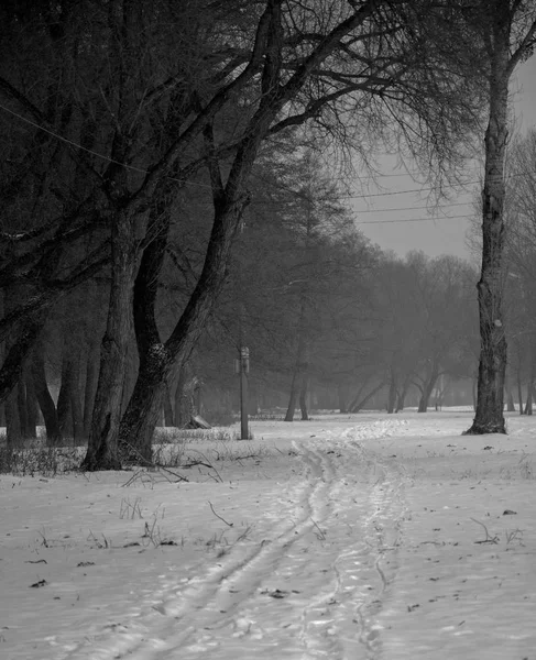 Külső Természet Szabadban Szabadban Fák Erdő Vidék Tél Fagy Hideg — Stock Fotó