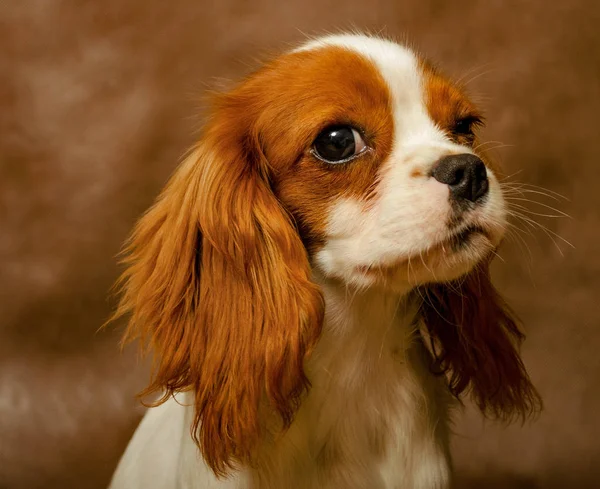 köpek, insan, arkadaşım evde beslenen hayvan, şövalye kral şarlatan İspanyol, küçük, güzel, kat, güzel