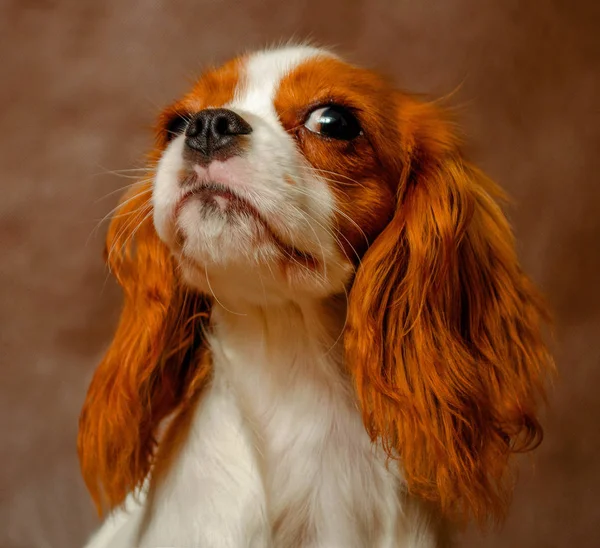 Cão Amigo Humano Animal Estimação Cavaleiro Rei Charles Spaniel Pequeno — Fotografia de Stock