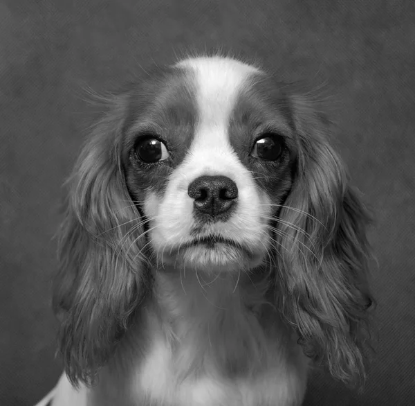 Perro Amigo Humano Mascota Chevalier King Charles Spaniel Pequeño Hermoso —  Fotos de Stock