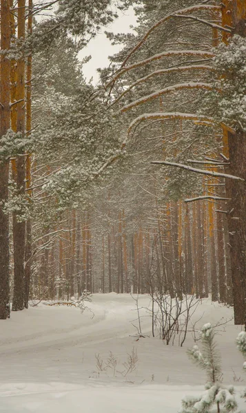 Dışarıda, doğada açık hava, açık havada, ağaçlar, orman, kırsal, kış, buz, kar, soğuk