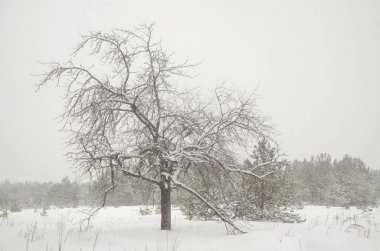 Dışarıda, doğada açık hava, açık havada, ağaçlar, orman, kırsal, kış, buz, kar, soğuk
