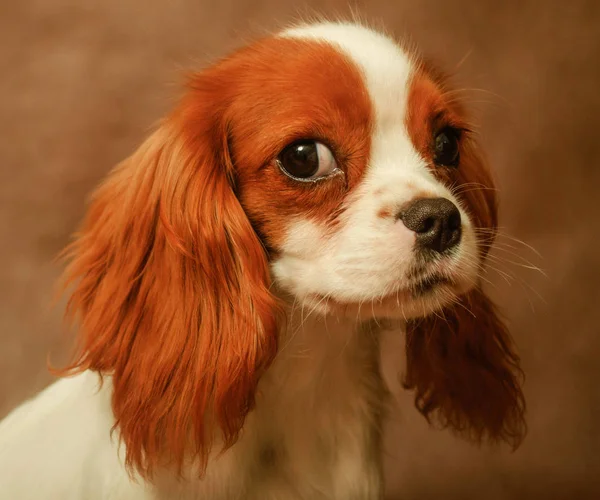 Cão Amigo Humano Animal Estimação Cavaleiro Rei Charles Spaniel Pequeno — Fotografia de Stock