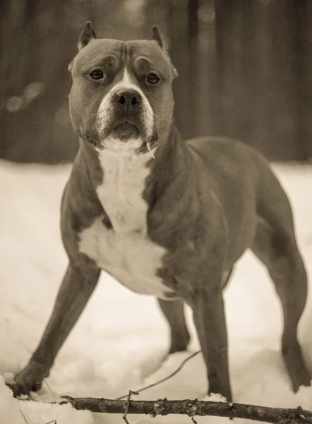 Vriend Van Mens Huisdier Hond Amerikaanse Staffordshire Terriër Spullen Een — Stockfoto