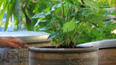 bitkiler tohum ağaç dikme