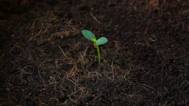 bitki sulama ağaç dikme