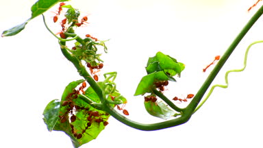 Yeşil yapraklı karınca