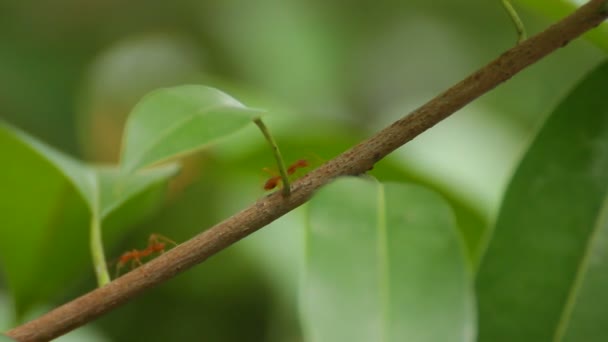 Ameise Auf Dem Baum — Stockvideo