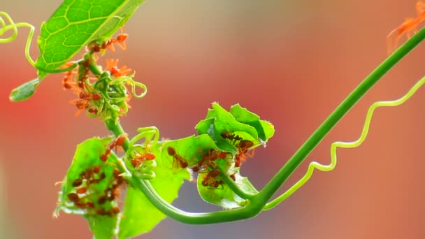 Mravenec Zeleném Listu — Stock video