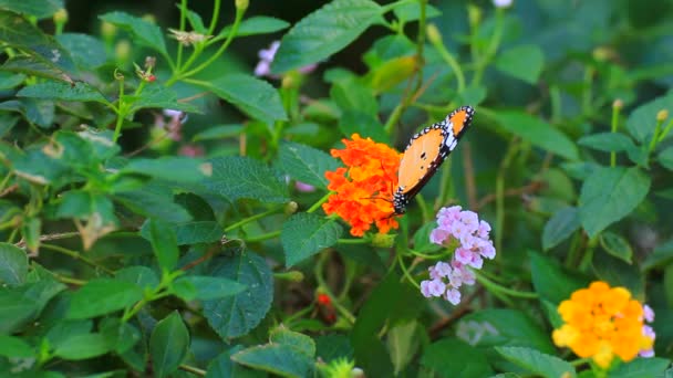 Метелик Квітковому Полі — стокове відео