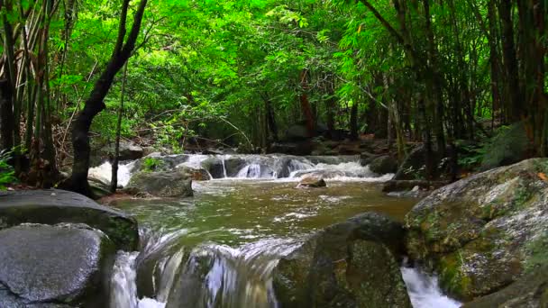 Cascada Bosque Tropical — Vídeo de stock