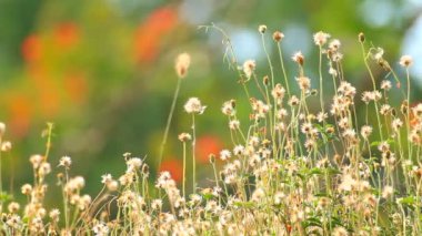 Çimen çiçek alan güneş ışığı