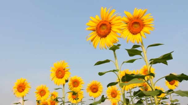 Sonnenblumenfeld Mit Blauem Himmel — Stockvideo