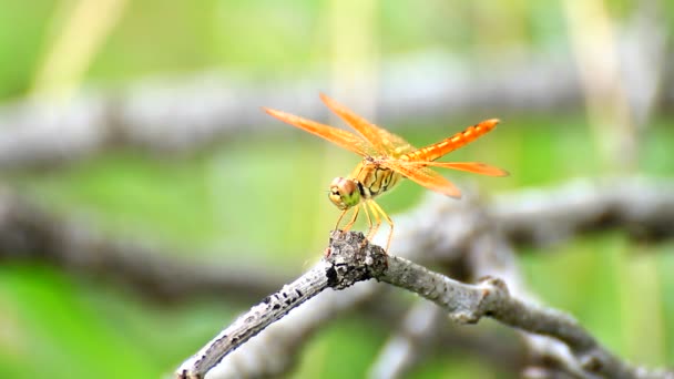 Libellula Sull Albero — Video Stock