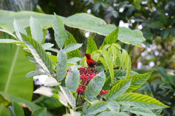 Kırmızı Siyah Küçük Kuş Yeşil Yapraklı Kırmızı Bir Ağacın Çiçeğinde — Stok fotoğraf