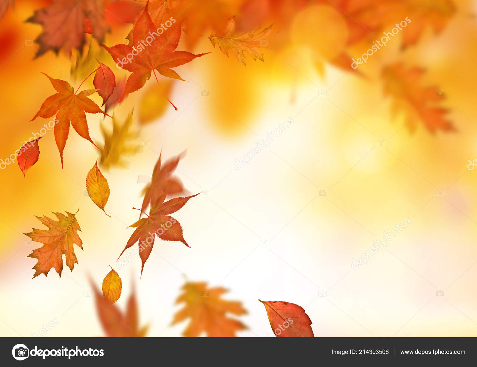 leaves falling from tree wallpaper