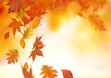 Düşen renkli orman sonbahar ağaç arka plan yaprak.