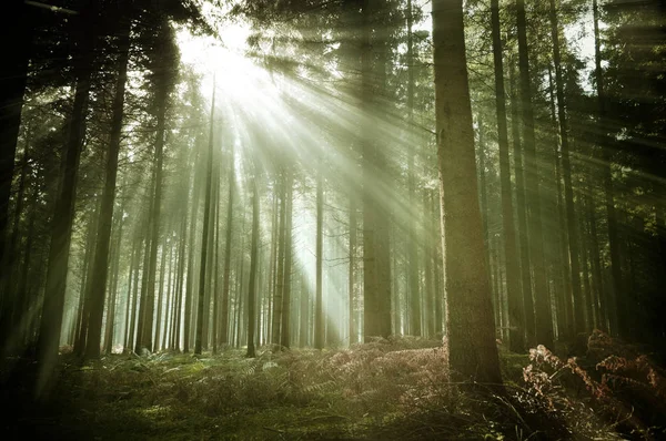 Autumn Old Wood Pine Forest Sun Rays Catching Light Mist Royalty Free Stock Images