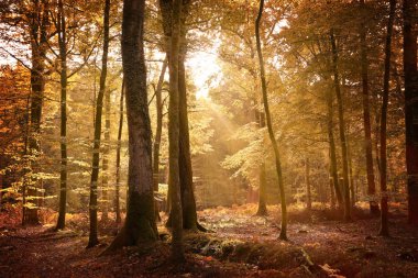 Autumn landscape in the New Forest with the ground covered in fallen leaves and sunlight filtering through the golden trees. clipart