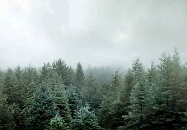 Bosque Salvaje Pinos Envuelto Nubes Bajas Niebla —  Fotos de Stock