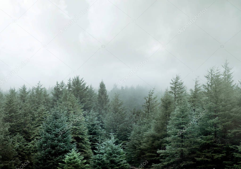 A wild Pine woodland forest shrouded in low clouds and fog.