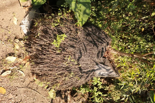 섬에서 식물이었습니다 자연의 Coconut Tree Cocos Nucifera 이것은 — 스톡 사진