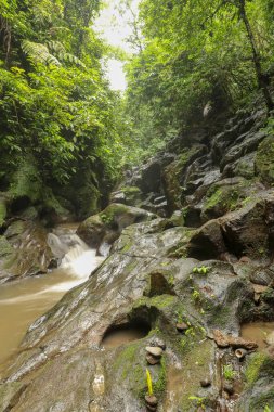 Taş nehir yatağının güzel dokusu, güneşli bir yaz gününde etrafını vahşi yağmur ormanlarıyla çevrili nehir akıntısı ile cilalanmış. Bali, Endonezya.