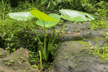 Kolocasia Dev Çayı, yosun kaplı kayaların arasında yetişir. Yağmur ormanlarında yoğun bitki çalılıkları var. Ormanın derinliklerindeki dev fil kulağı, Bali, Endonezya.