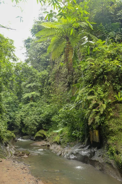 Brücke Über Den Fluss Balinesischen Dschungel Indonesien — Stockfoto