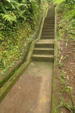 Tropikal orman yürüyüşüne ve Endonezya, Bali 'de yürümeye öncülük eden eski taş adımlar. Tropikal ormanda Goa Giri Campuhan şelalesine giden merdiven. Eski beton merdivenler ve çevreleyen bitki örtüsü.