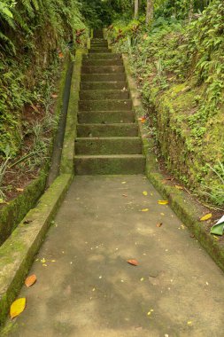 Tropikal orman yürüyüşüne ve Endonezya, Bali 'de yürümeye öncülük eden eski taş adımlar. Tropikal ormanda Goa Giri Campuhan şelalesine giden merdiven. Eski beton merdivenler ve çevreleyen bitki örtüsü.