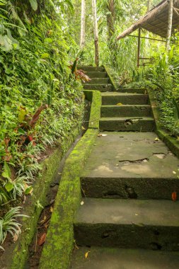 Tropikal orman yürüyüşüne ve Endonezya, Bali 'de yürümeye öncülük eden eski taş adımlar. Tropikal ormanda Goa Giri Campuhan şelalesine giden merdiven. Eski beton merdivenler ve çevreleyen bitki örtüsü.