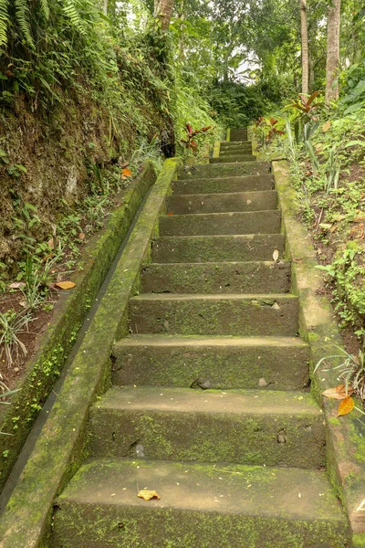 Tropikal orman yürüyüşüne ve Endonezya, Bali 'de yürümeye öncülük eden eski taş adımlar. Tropikal ormanda Goa Giri Campuhan şelalesine giden merdiven. Eski beton merdivenler ve çevreleyen bitki örtüsü.