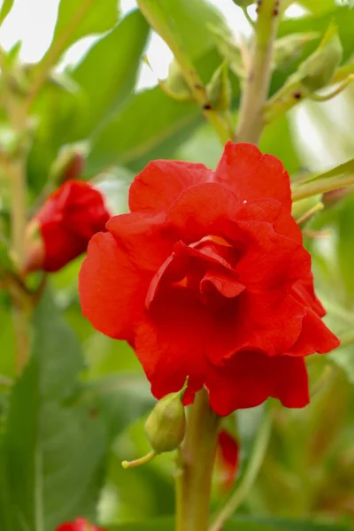 Impatiens Balsamina Red Flowers Blossom Green Leaves Selective Focus Flowers — Stock Photo, Image