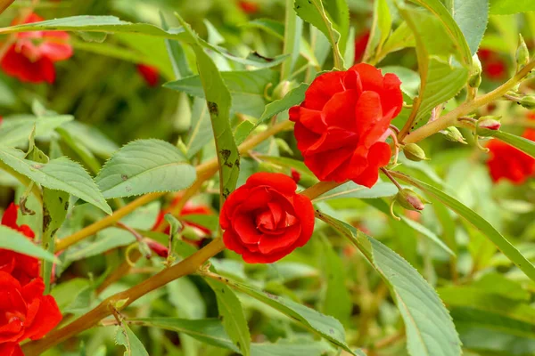 Impatiens Balsamina Med Röda Blommor Blomma Och Gröna Blad Selektivt — Stockfoto