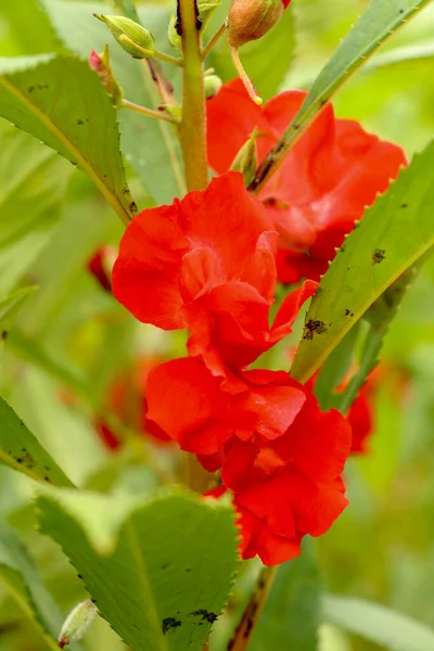 Impatiens Balsamina Com Flores Vermelhas Flor Folhas Verdes Foco Seletivo — Fotografia de Stock