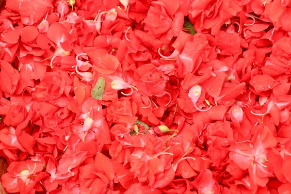 Red Impatiens Balsamina Flores Vermelhas Impatiens Balsamina Uma Cesta Vime — Fotografia de Stock