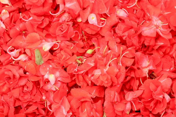 Red Impatiens Balsamina Красные Цветы Impatiens Balsamina Плетеной Корзине Bunga — стоковое фото