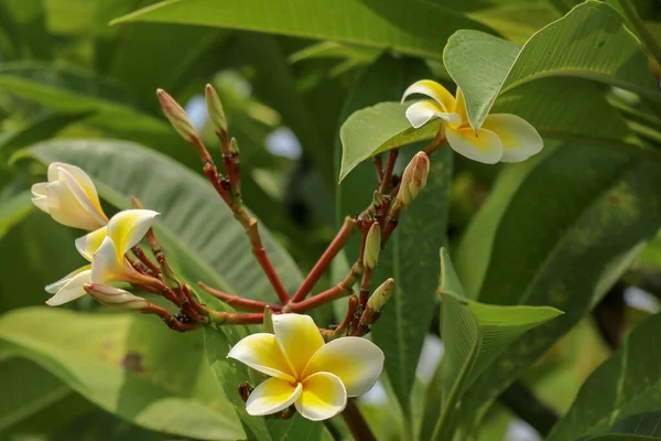 Plumeria 俗名Frangipani 是一个科内开花植物属 其中包括犬科 Dogbane 白花和黄花 背生叶生 — 图库照片