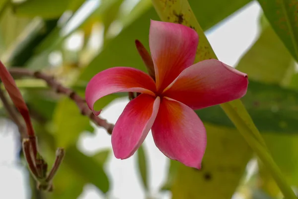 Vaaleanpunainen Plumeria Plumeria Puu Frangipani Trooppisia Kukkia Kukka Plumeria Kukkia — kuvapankkivalokuva