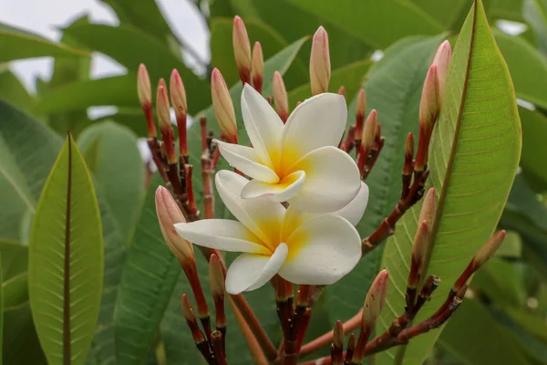 Plumeria Распространённое Название Frangipani Род Цветковых Растений Семейства Включающий Себя — стоковое фото