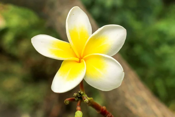 Plumeria Nazwa Zwyczajowa Frangipani Rodzaj Roślin Kwitnących Rodziny Dogbane Apocynaceae — Zdjęcie stockowe