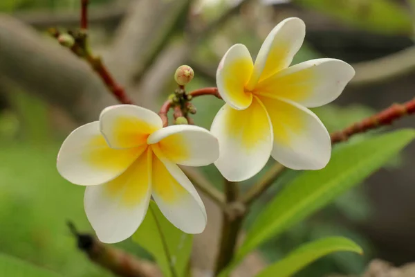 Plumeria 俗名Frangipani 是一个科内开花植物属 其中包括犬科 Dogbane 白花和黄花 背生叶生 — 图库照片