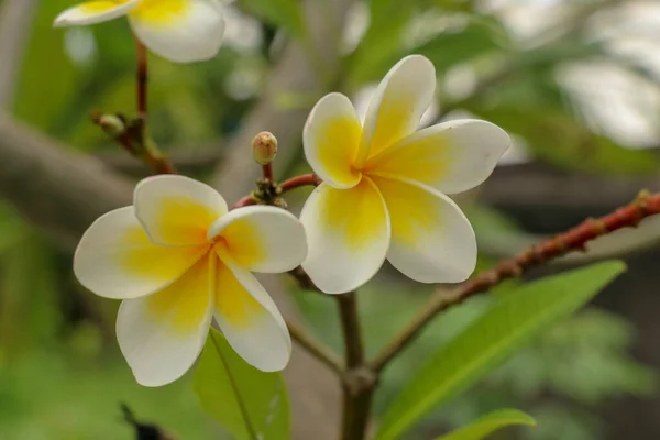 Plumeria 俗名Frangipani 是一个科内开花植物属 其中包括犬科 Dogbane 白花和黄花 背生叶生 — 图库照片