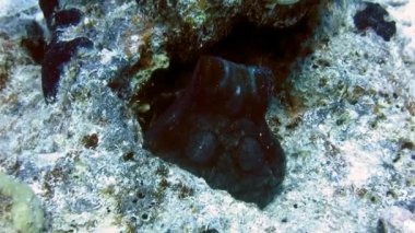 Ahtapot siyanesi gün boyunca mercanlarda bir delikte saklanıyor. Büyük mavi ahtapot mağarada. Siyanal ahtapot rengini değiştirerek bir kayanın üzerinde oturur. Marsa Alam, Mısır