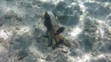 Ahtapot siyanesi gün boyunca mercanlarda bir delikte saklanıyor. Büyük mavi ahtapot mağarada. Siyanal ahtapot rengini değiştirerek bir kayanın üzerinde oturur. Marsa Alam, Mısır